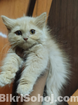 Urgent traditional persian female kitten sell